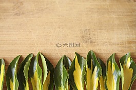 葉,木,木材