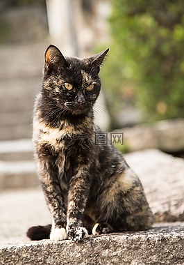 動物,哺乳動物,可愛