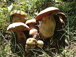 蘑菇,林,秋