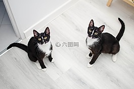 貓,家貓,寵物