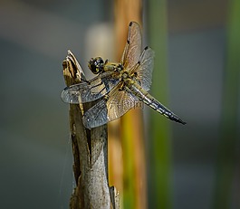 蜻蜓,蜻蜓目,動物群