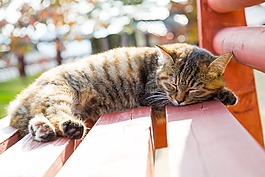 動物,貓咪,寵物