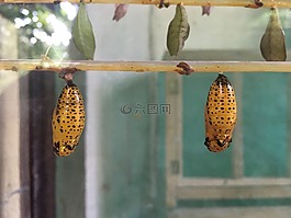 幼蟲,蝴蝶,自然