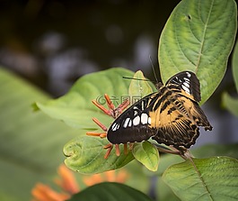 蝴蝶,美麗,昆蟲(chóng)