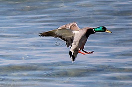 鴨,飛行,著陸