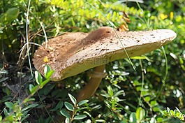 梧桐,蘑菇,秋季