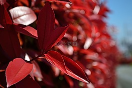 植物,自然,特寫(xiě)