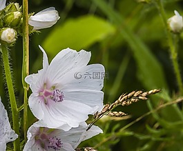 花,微妙,開花