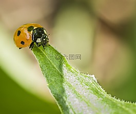 瓢蟲(chóng),甲蟲(chóng),昆蟲(chóng)