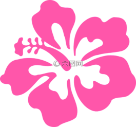 槿,粉紅色,熱帶