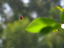蜘蛛網(wǎng),蜘蛛,模式