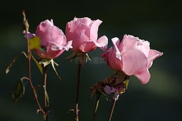 玫瑰,花,儀式