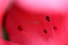 花,性質(zhì),花粉