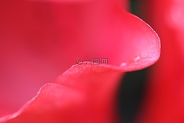 花,開花,粉紅色