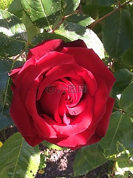 玫瑰,花,開花
