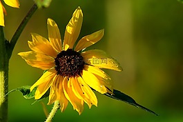 花,太陽花,開花