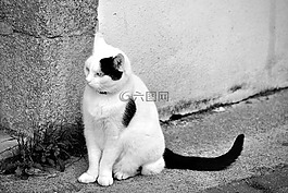 貓,貓科動物,動物