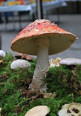 飛木耳,蘑菇,運氣