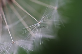 蒲公英,風,種子