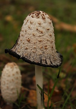 蘑菇,秋季,性質(zhì)