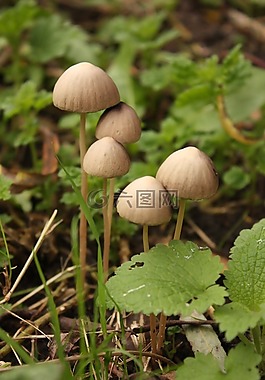 蘑菇,秋季,性質(zhì)