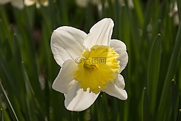 喇叭水仙,花,復(fù)活節(jié)