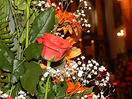 羅莎,花,植物