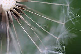 蒲公英,潘迪,种子