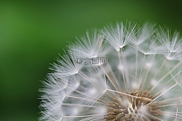 蒲公英,種子,宏