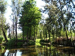 通道,霍奇米爾科,trajinera