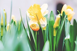 花,黃色,花瓣
