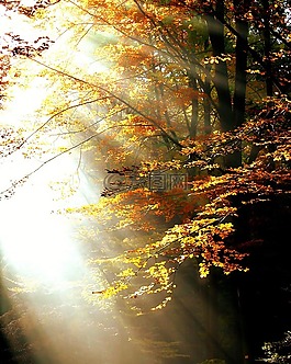 森林,光,秋季