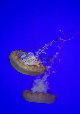海蜇,水族館,水下