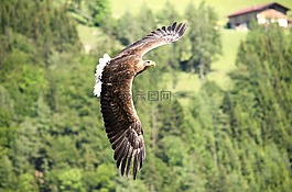 阿德勒,猛禽,鷙鳥