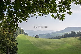 樹,景觀,性質(zhì)