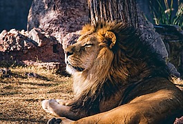 獅子,動物,野生