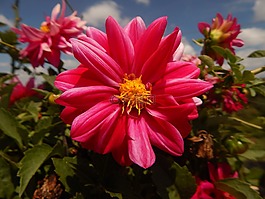 花,性質(zhì),粉紅色的花