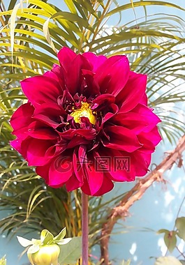 瑞典,花,dahilia