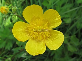 毛茛,花卉,性質(zhì)
