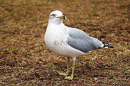 海鷗,鳥(niǎo),關(guān)閉