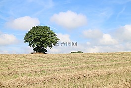樹(shù),個(gè)別,字段