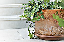植物,平鋪,院子里
