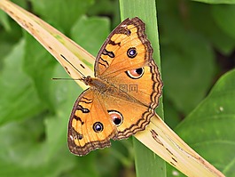 蝴蝶,橙色,眼睛