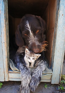 狗和猫,动物,狗
