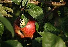 蘋果,水果,食品