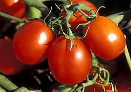 蕃茄,蔬菜,紅色