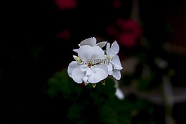 jeranio白,花,植物