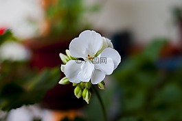 jeranio,花,性质