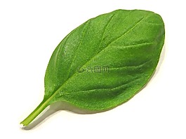 羅勒,香料,草藥