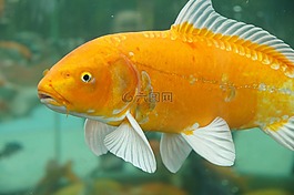 金魚,魚,動物